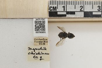 Media type: image;   Entomology 790891 Aspect: Labels